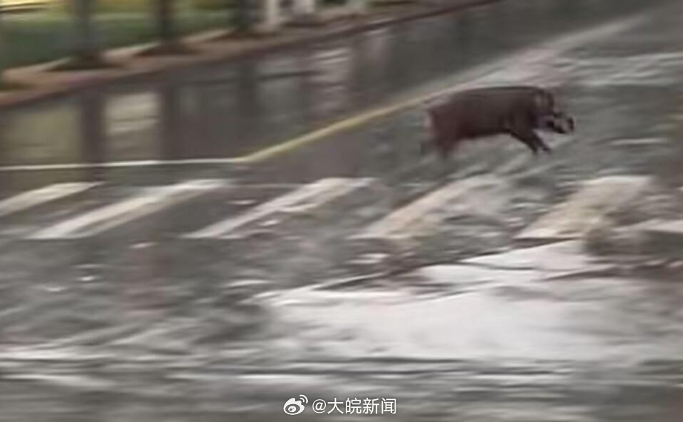 池州一高校內(nèi)驚現(xiàn)狂奔野豬，事件回顧與生態(tài)警示，池州高校野豬狂奔事件，回顧與生態(tài)警示