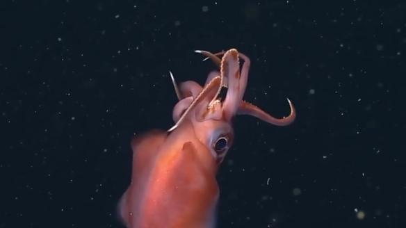 深海水族館隱藏魚最新發(fā)現(xiàn)，探索未知的深海奇跡，深海新發(fā)現(xiàn)揭秘，未知水族館隱藏魚種，探索深海奇跡之旅