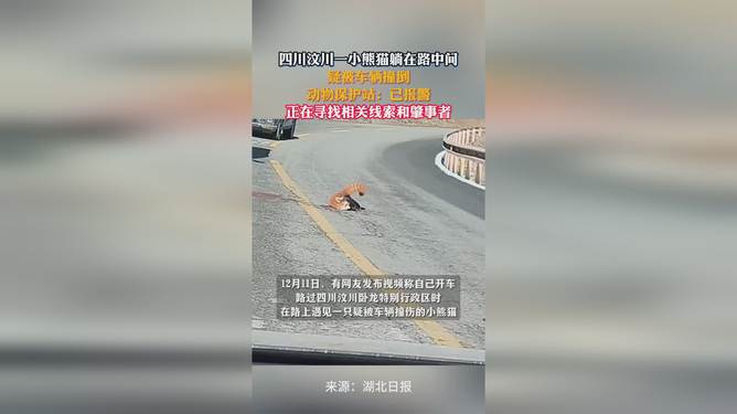 一小熊貓?zhí)稍诼分虚g疑被車撞，生命脆弱需警醒保護(hù)意識(shí)，小熊貓?jiān)庥鲕嚨?，呼吁加?qiáng)保護(hù)意識(shí)，警醒生命脆弱