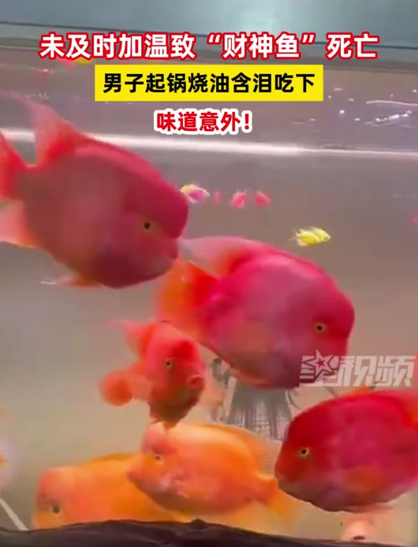 財(cái)神魚(yú)死亡與男子起鍋燒油含淚吃下的故事，男子含淚烹飪財(cái)神魚(yú)，死亡與食欲的交織故事