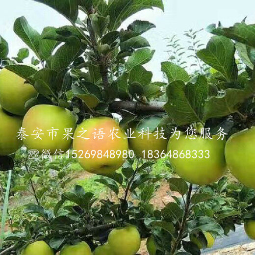 淳化瑞雪蘋果的種植歷史，一種傳統(tǒng)與現(xiàn)代融合的果實(shí)傳奇，淳化瑞雪蘋果，傳統(tǒng)種植與現(xiàn)代融合的果實(shí)傳奇