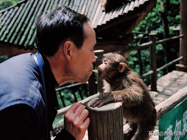 游客與猴子的沖突案例，探究原因與解決方案，游客與猴子沖突案例解析，探究起因及應(yīng)對(duì)策略