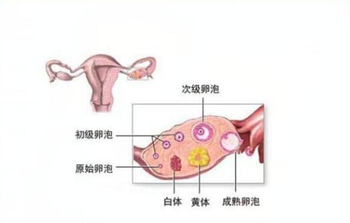 如何預(yù)防黃體破裂，如何預(yù)防黃體破裂的方法與措施