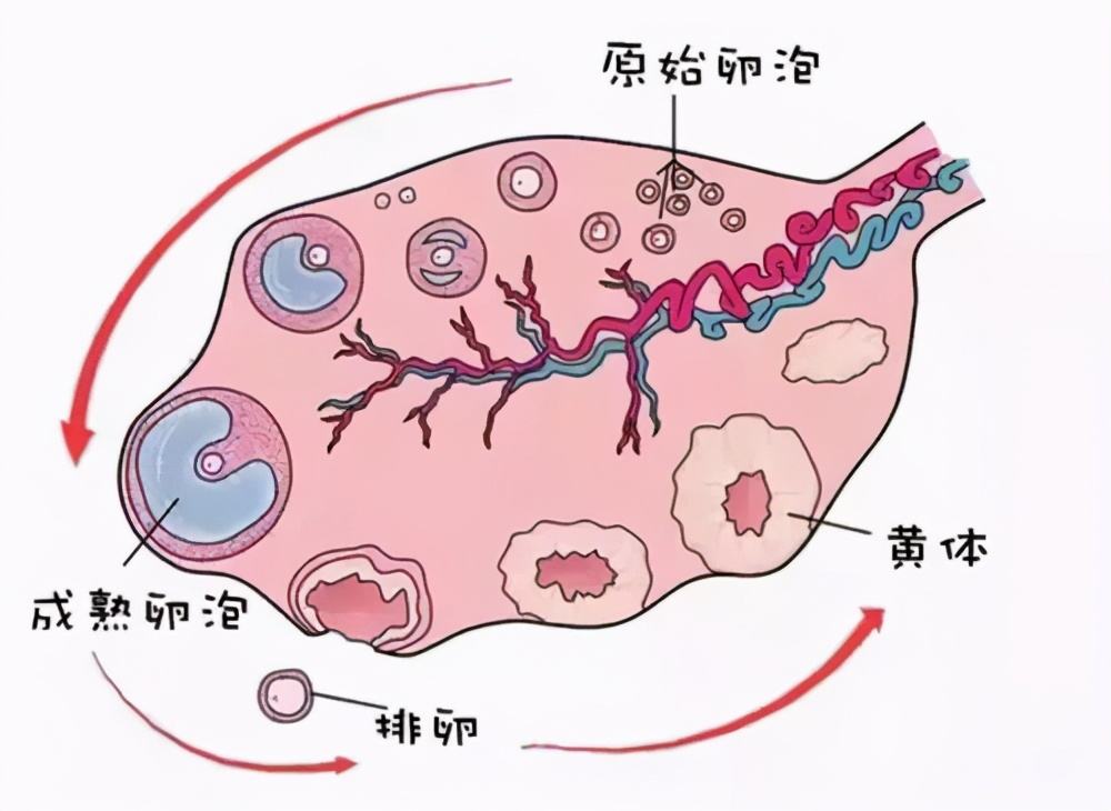 如何正確理解黃體破裂，黃體破裂的正確理解方式