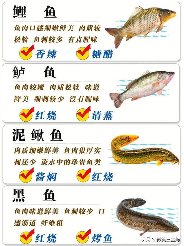 魚類行為與生存策略，適應(yīng)環(huán)境的智慧展現(xiàn)，魚類行為與生存策略，展現(xiàn)適應(yīng)環(huán)境的智慧