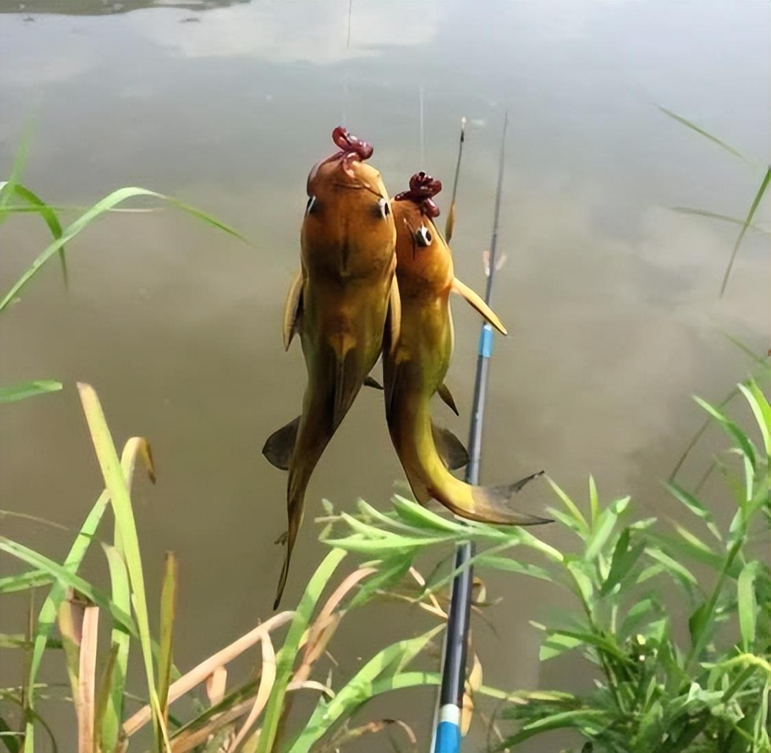 釣魚技巧分享，提高釣魚成功率的關(guān)鍵要素，揭秘釣魚技巧，提升成功率的關(guān)鍵要素解析