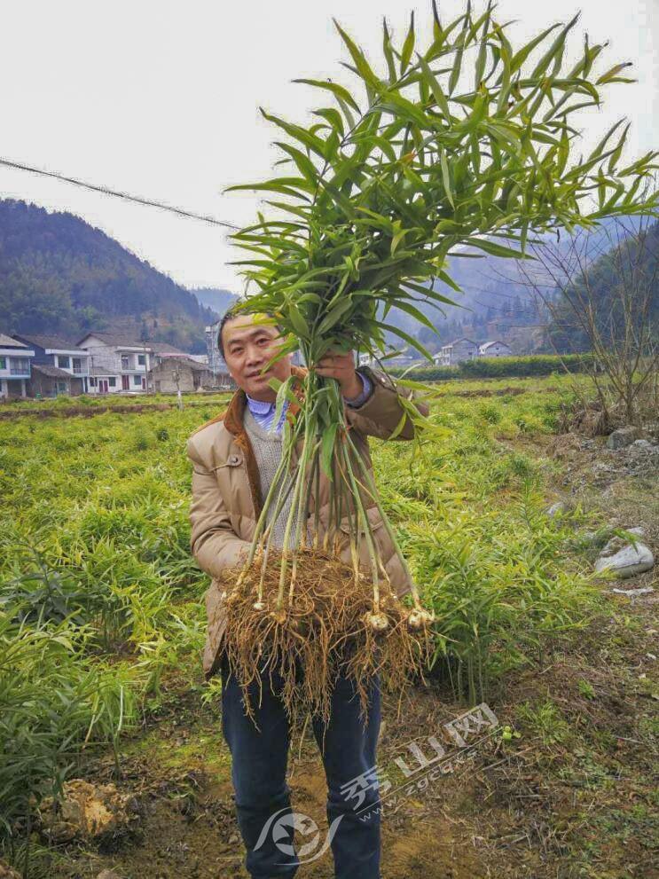 黃精最新行情分析，黃精最新市場動態(tài)分析