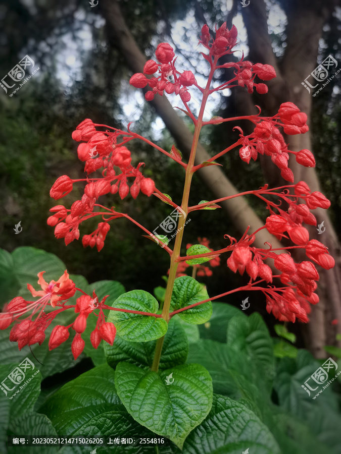 狀元紅97049精準(zhǔn)資料，探索與解析，狀元紅97049精準(zhǔn)資料深度解析與探索