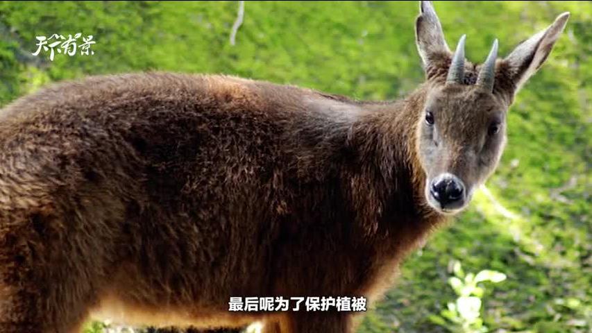 新澳2024今晚開(kāi)獎(jiǎng)資料四不像，探索彩票世界的神秘面紗，探索彩票世界的神秘面紗，新澳2024今晚開(kāi)獎(jiǎng)資料四不像