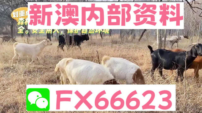 新澳2024今晚資料解析與預(yù)測，新澳2024今晚資料解析與精準(zhǔn)預(yù)測