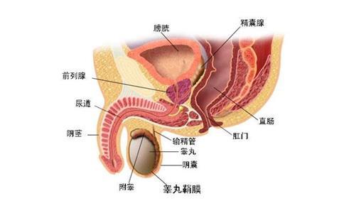 前列腺結(jié)石的治療方法及其重要性，前列腺結(jié)石的治療方法及其重要性解析