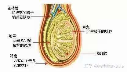 caiyahui