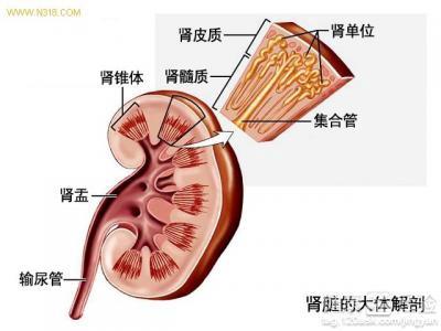 女性腎虛的原因及其影響，女性腎虛的原因與影響解析