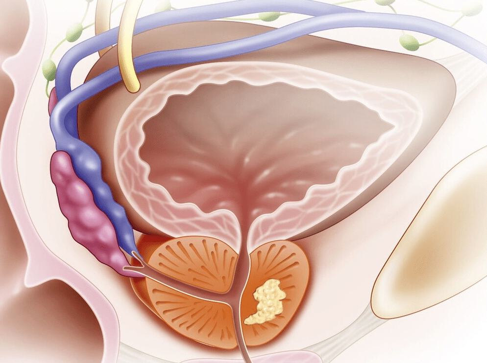 什么是前列腺？深入了解男性重要的生殖器官，前列腺揭秘，深入了解男性重要生殖器官的功能與特點