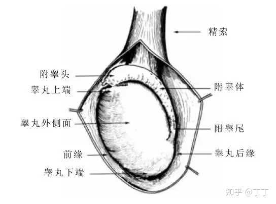 關(guān)于睪丸一邊高一邊低的探討，并非涉黃問(wèn)題，睪丸高低差異探討，揭秘生理奧秘，避免誤解涉黃話題