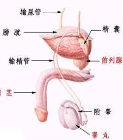 前列腺癌的癥狀及表現(xiàn)，前列腺癌的癥狀與表現(xiàn)概述