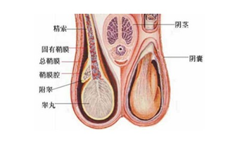 睪丸突然疼痛一會兒又不疼了，原因、影響與應(yīng)對措施，睪丸突發(fā)性疼痛的原因、影響及應(yīng)對措施解析