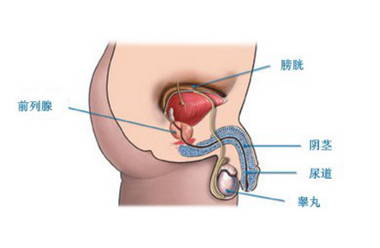 坦索羅辛治療前列腺炎，療程時(shí)長(zhǎng)與治療效果分析，坦索羅辛治療前列腺炎，療程與效果深度解析