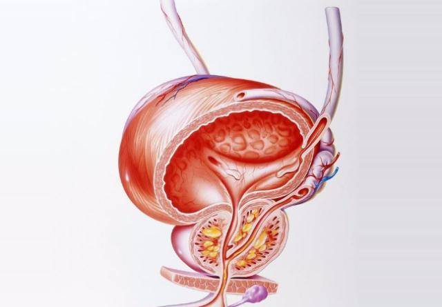 前列腺的位置及其重要性，前列腺的位置與功能重要性簡介