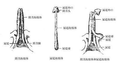 關(guān)于如何激活海綿體的探討，關(guān)于海綿體激活的探討與涉黃問題解析